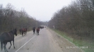 Лошади на дороге
