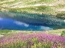 Цветы озеро Рыбка