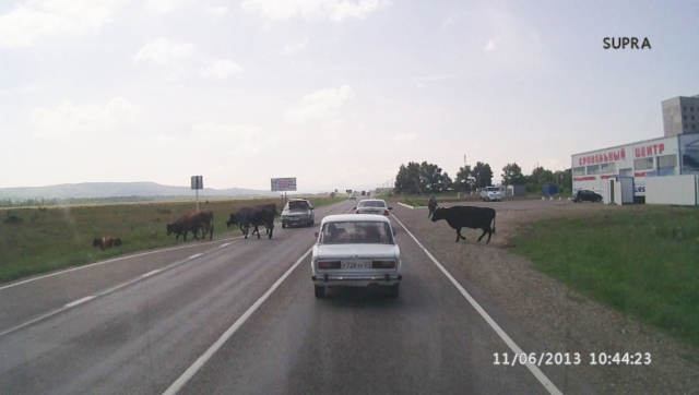 Поездка в Псебай - Коровы на дорогах здесь частое явление